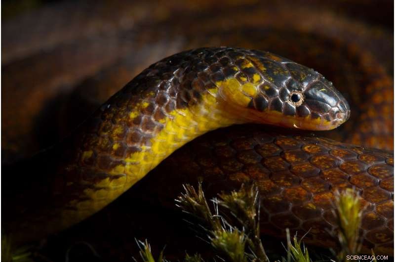 New Underground Snake Species Unearthed Beneath Ecuadorian Graveyards and Churches