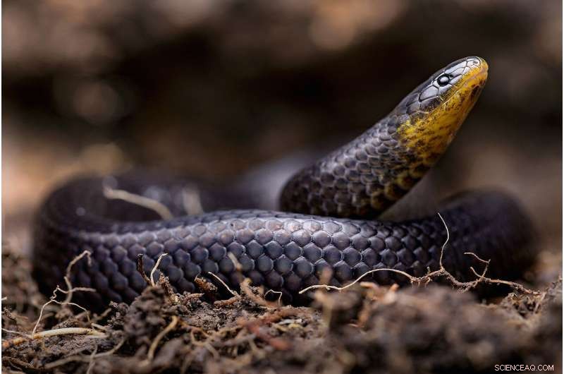 New Underground Snake Species Unearthed Beneath Ecuadorian Graveyards and Churches