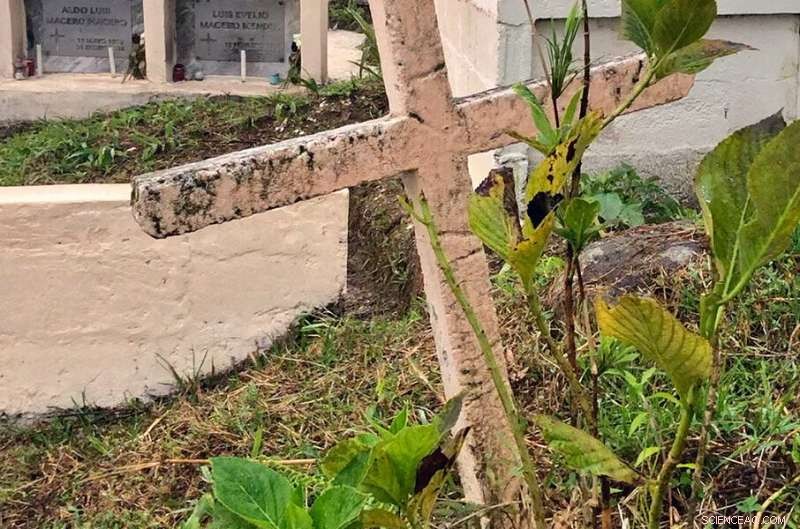 New Underground Snake Species Unearthed Beneath Ecuadorian Graveyards and Churches