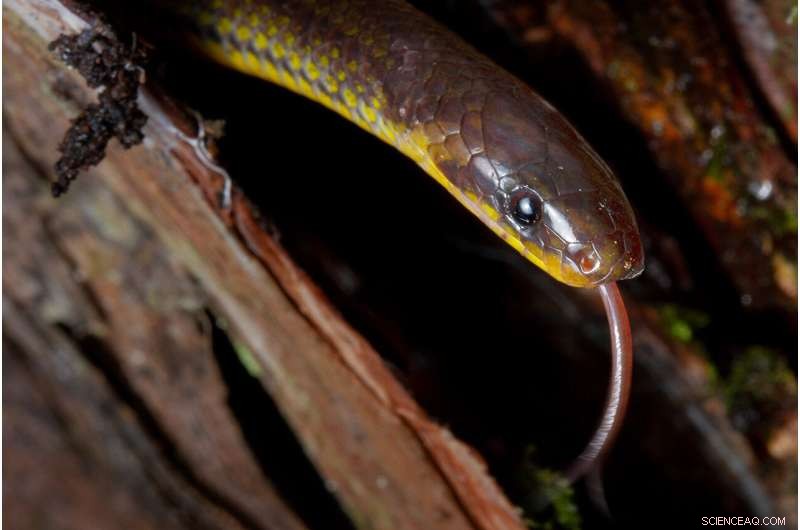 New Underground Snake Species Unearthed Beneath Ecuadorian Graveyards and Churches