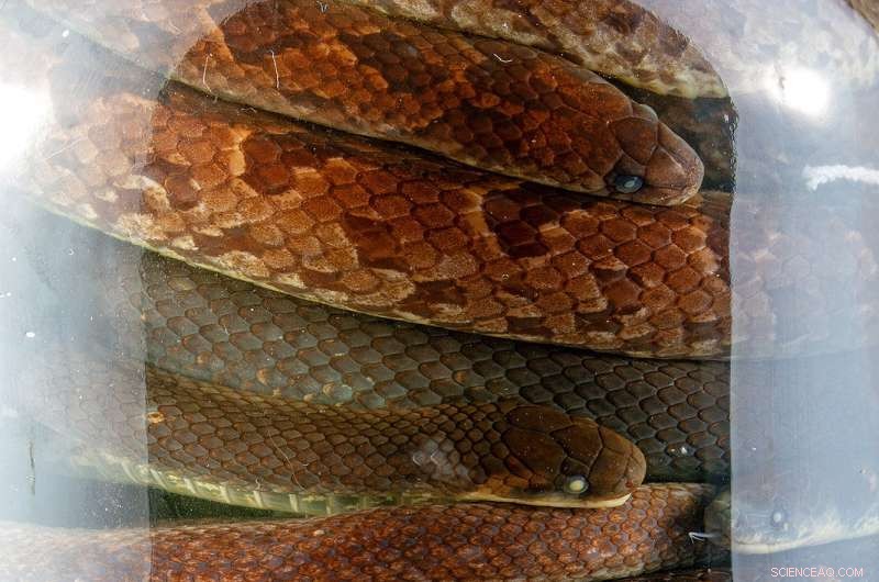 New Underground Snake Species Unearthed Beneath Ecuadorian Graveyards and Churches