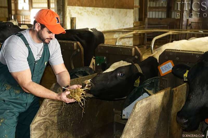 Rumen-Protected Lysine Enhances Reproductive Health in Dairy Cows