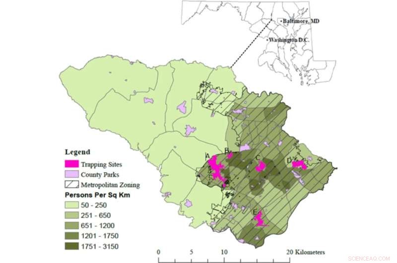 White-Tailed Deer in Suburban Maryland: Tick Threats & Zoonotic Risks