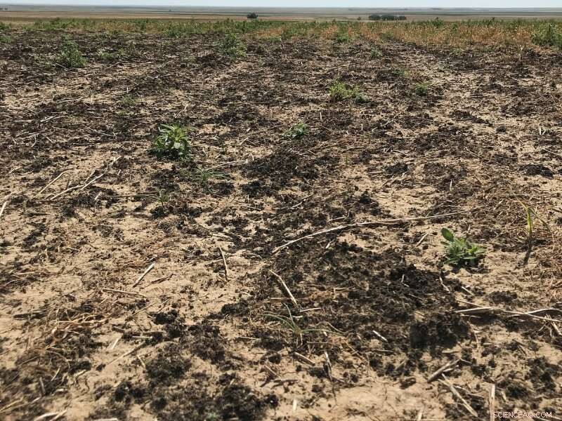 Proven Benefits of Biosolids: Insights from 40+ Years of Research