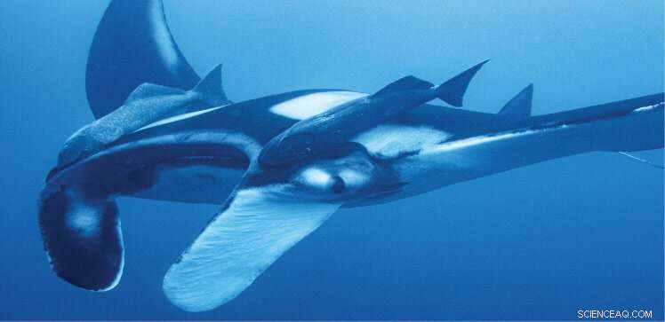 Red Sea Could Host Key Nursery for Endangered Oceanic Manta Rays