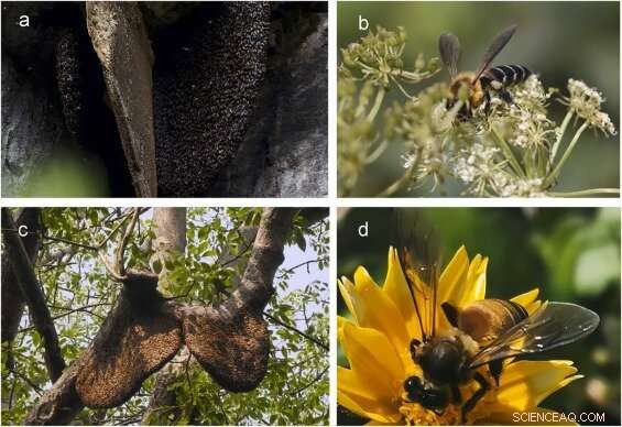 Temperature Determines Geographic Range of Giant Honeybees Apis laboriosa and Apis dorsata