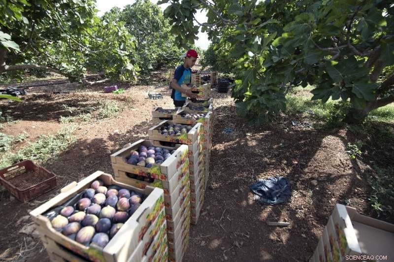Tunisian Hanging Gardens: Farmers Thrive Amid Drought with Innovative Terracing