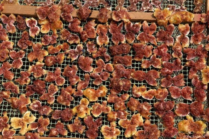 Tunisian Hanging Gardens: Farmers Thrive Amid Drought with Innovative Terracing