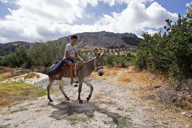 Tunisian Hanging Gardens: Farmers Thrive Amid Drought with Innovative Terracing