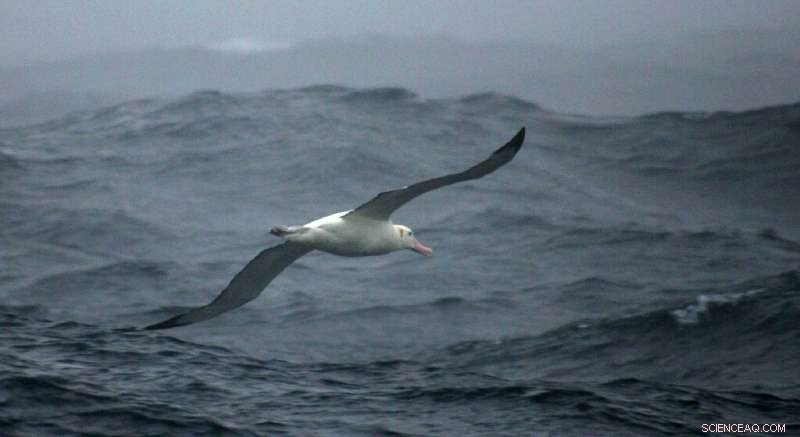 Shy Male Albatrosses Prefer Divorce Over Conflict, Study Finds
