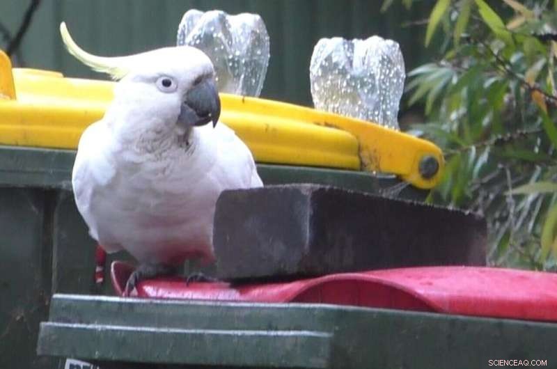 Sulfur-Crested Cockatoos Outwit Humans in Rubbish Bin Challenge