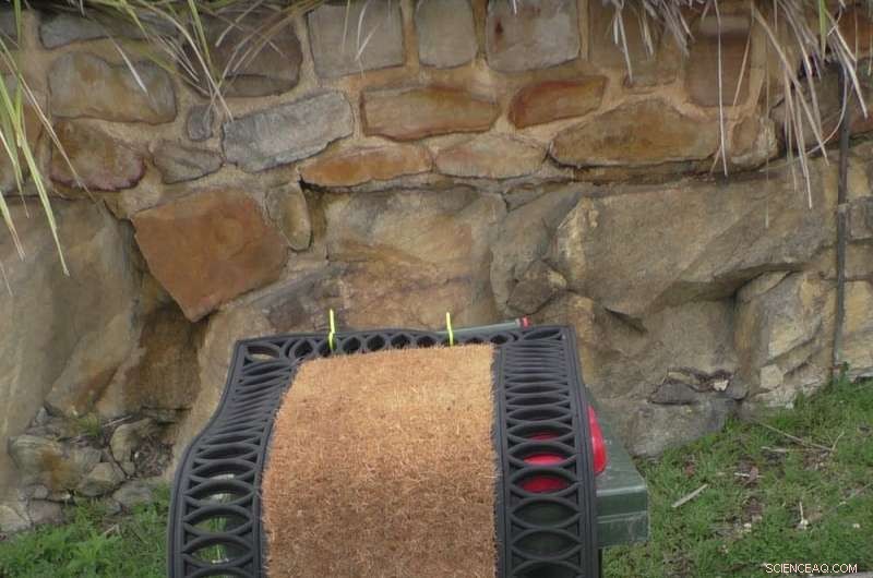 Sydney Cockatoos Outsmart Bin Locks: The Ongoing Battle to Keep Food Waste Safe