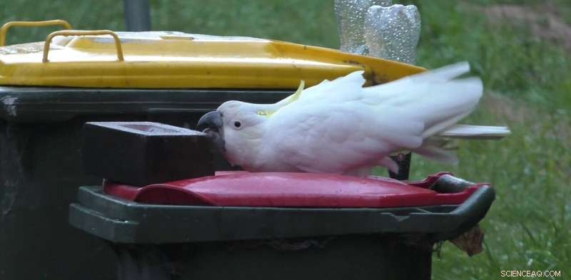 Sydney Cockatoos Outsmart Bin Locks: The Ongoing Battle to Keep Food Waste Safe