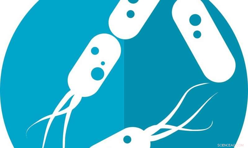 How Human Evolution Shaped the Gut Microbiome: A Legacy Passed Down Through Generations