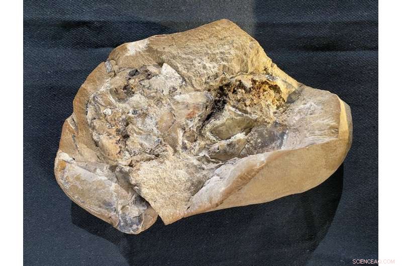Ancient Heart Fossil Reveals 380‑Million‑Year Evolutionary Milestone