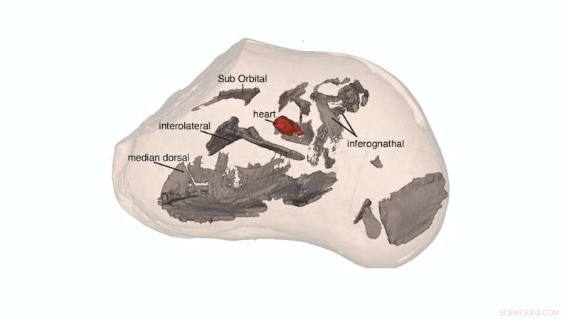Ancient Heart Fossil Reveals 380‑Million‑Year Evolutionary Milestone