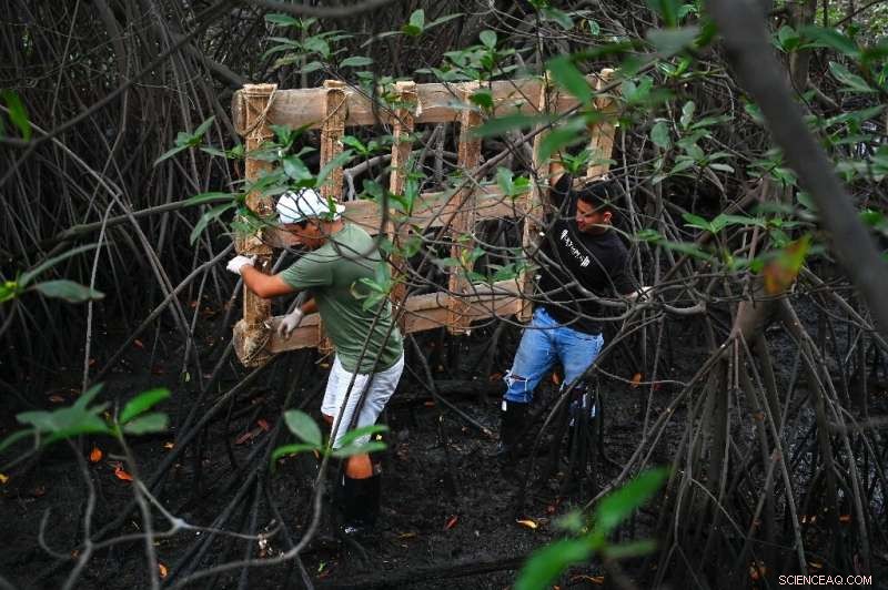 Ecuador Deploys Floating Islands to Clean Guayaquil Estuary