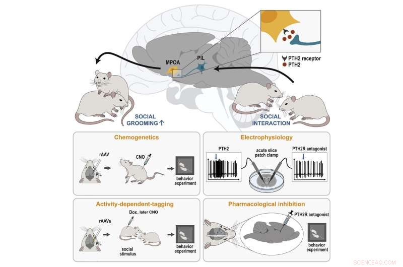 Scientists Map Key Neural Circuit Driving Social Grooming in Rats