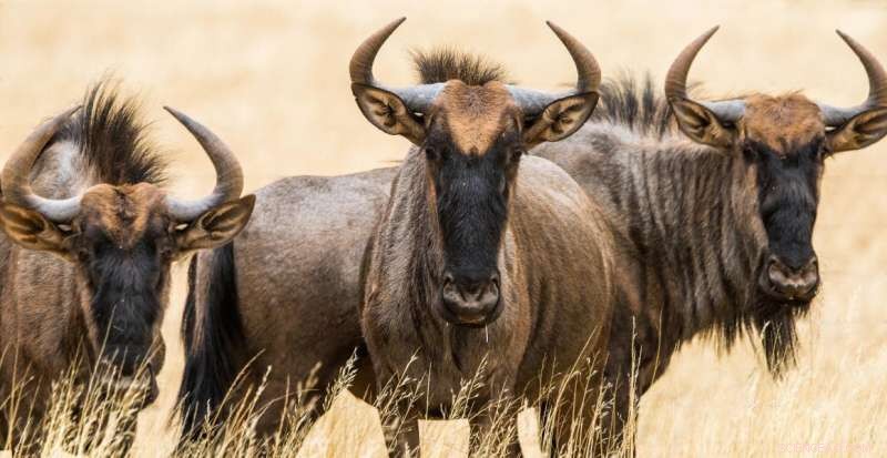 Wildebeest Horn Development: Size, Not Sex, Holds the Key