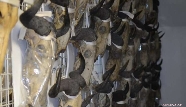 Wildebeest Horn Development: Size, Not Sex, Holds the Key