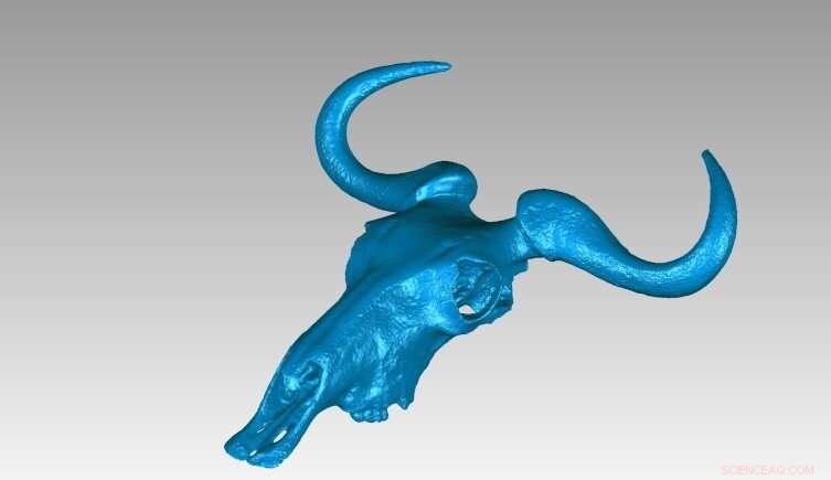 Wildebeest Horn Development: Size, Not Sex, Holds the Key