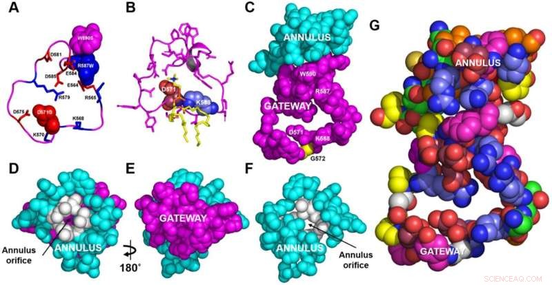 New Mechanism for Lipid Transporter Revealed by Cryo-EM Study