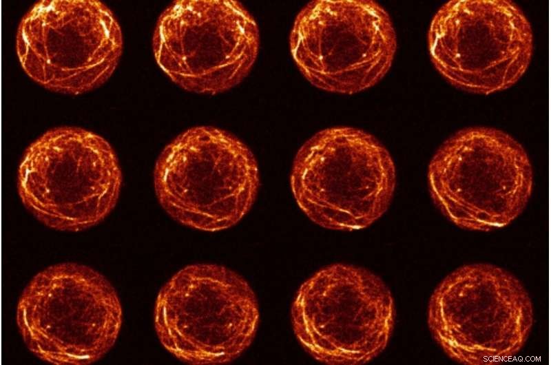 Primordial Germ Cells Navigate Embryo via Actin‑Cortex Dynamics