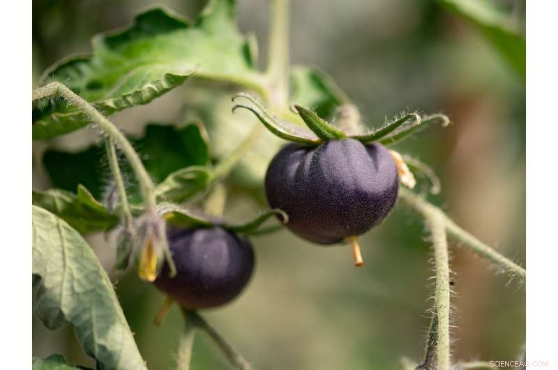 FDA Approves GM Purple Tomatoes: Expect Them in U.S. Grocery Stores Soon