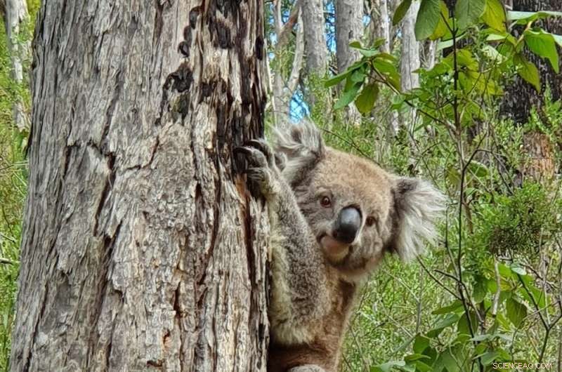 Koalas: How Their Slow Pace is a Smart Survival Strategy