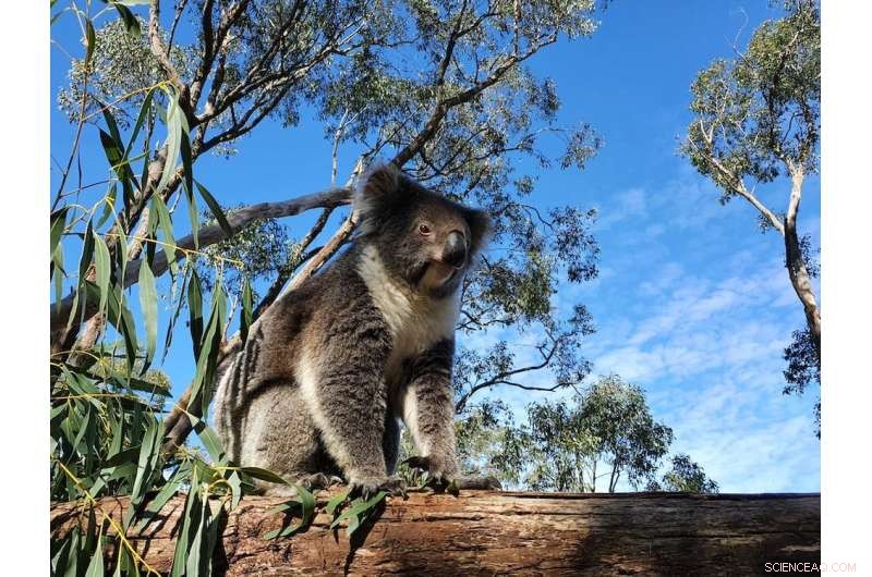 Koalas: How Their Slow Pace is a Smart Survival Strategy