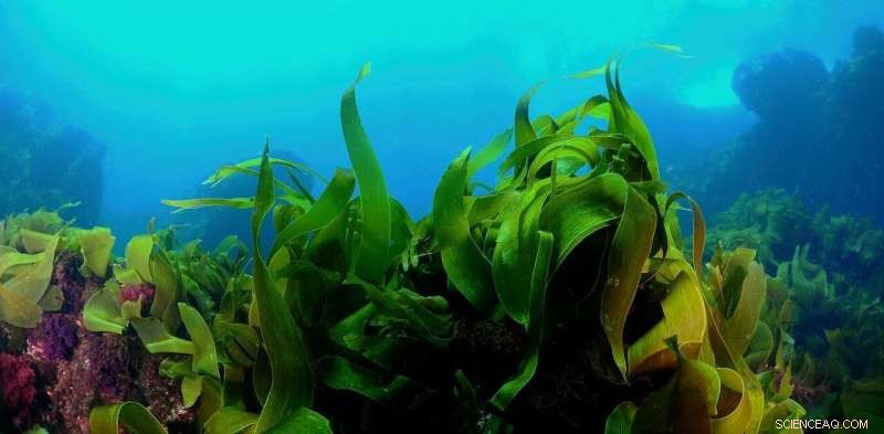 Ocean Forests: Bigger Than the Amazon and More Productive Than You Think