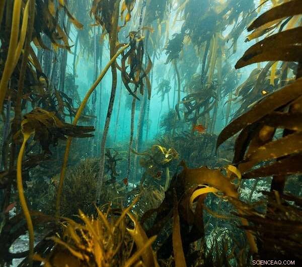 Ocean Forests: Bigger Than the Amazon and More Productive Than You Think