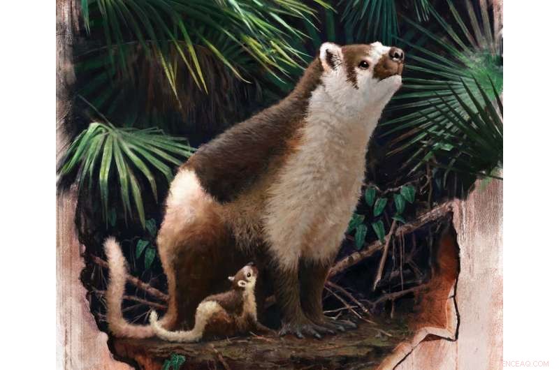 Fossil Baby Sheds Light on Mammal Survival After Dinosaurs  Demise