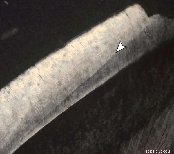 Fossil Baby Sheds Light on Mammal Survival After Dinosaurs  Demise