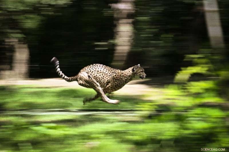 India Reintroduces Cheetahs After 70 Years of Extinction