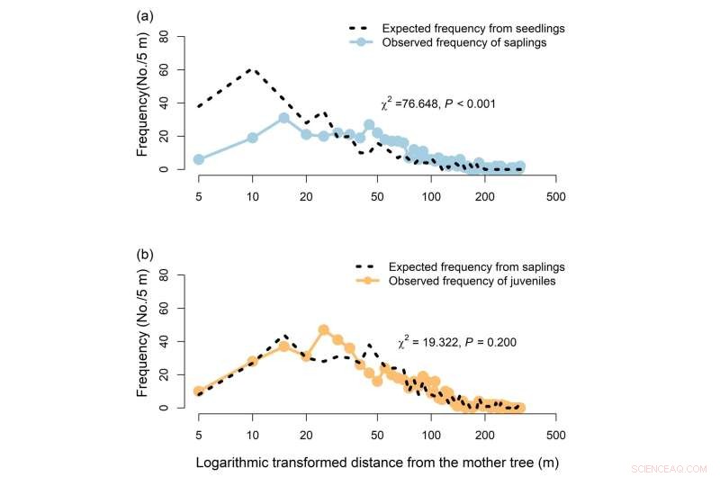 Adult Tree Effects on Offspring and Non-Offspring Recruits in Subtropical Forests