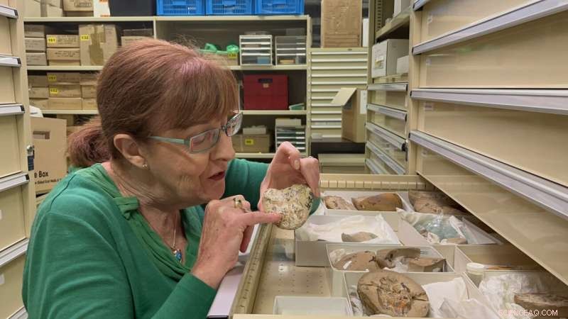 Ancient 380‑Myr‑Old Fish Heart Reveals Key Evolutionary Insights