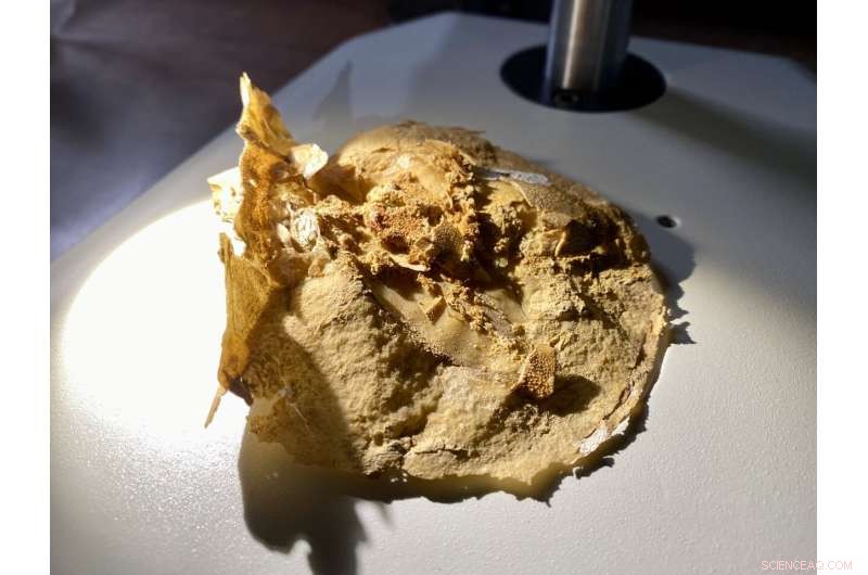 Ancient 380‑Myr‑Old Fish Heart Reveals Key Evolutionary Insights