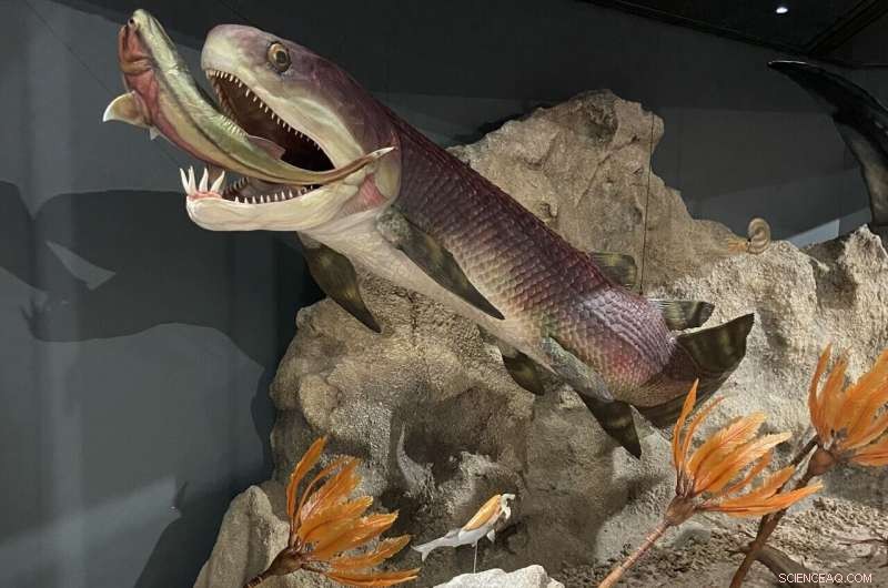 Ancient 380‑Myr‑Old Fish Heart Reveals Key Evolutionary Insights