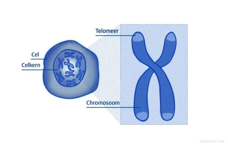 New Telomere Discovery by Physicist Could Unlock Longer Life