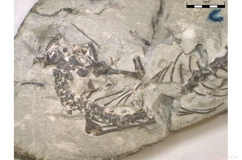 Newly Unearthed Prehistoric Reptile Revealed to Coexist with Dinosaurs