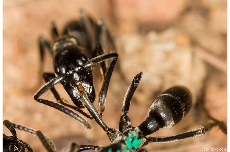Ants as Healing Specialists: How Matabele Ants Rescue and Treat Wounded Colony Members