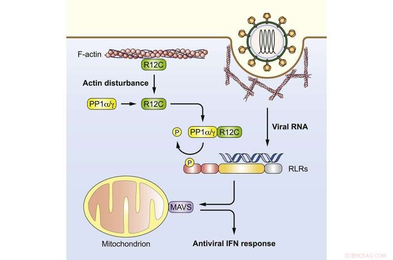 Cleveland Clinic Scientists Identify Novel Signal That Triggers Human Immune Response
