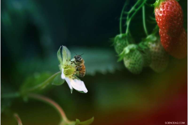 Pesticide‑Treated Bees Produce Smaller Strawberries, New Lund University Study Reveals
