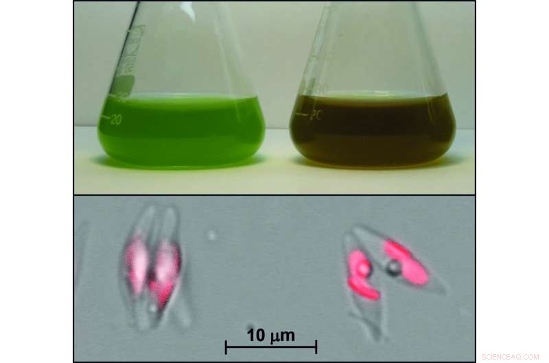 Scientists Unlock the Secret Behind Diatoms  Brown Color