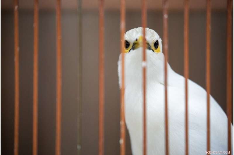 Brightly Colored Songbirds Face Higher Extinction Risk