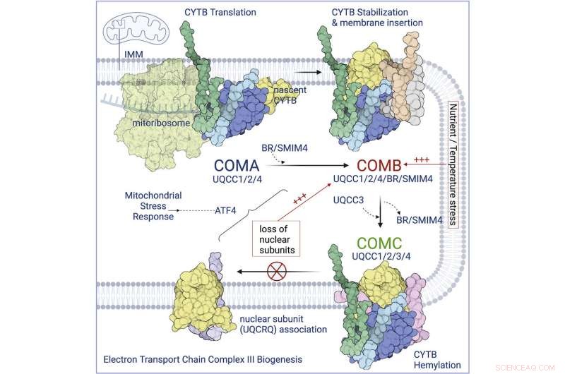 Small Proteins Significantly Influence Cellular Energy Homeostasis