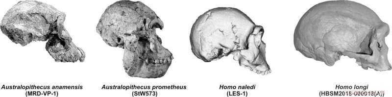 New Study Illuminates Hominid Cranial Evolution: Brain Expansion Meets Juvenile Morphology
