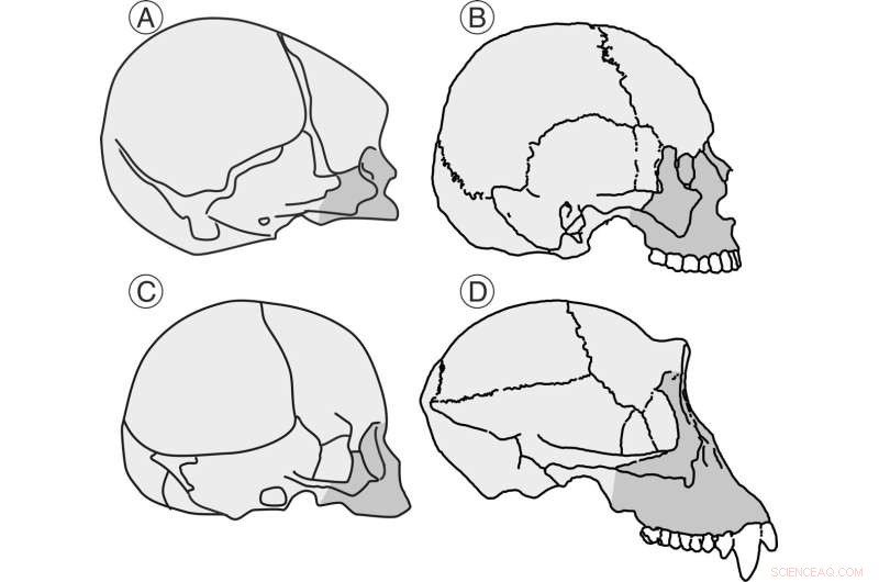 New Study Illuminates Hominid Cranial Evolution: Brain Expansion Meets Juvenile Morphology