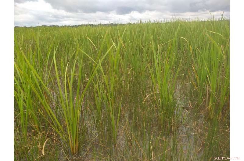 Southern Cattail Shows Promise for Mine Tailings Phytoremediation